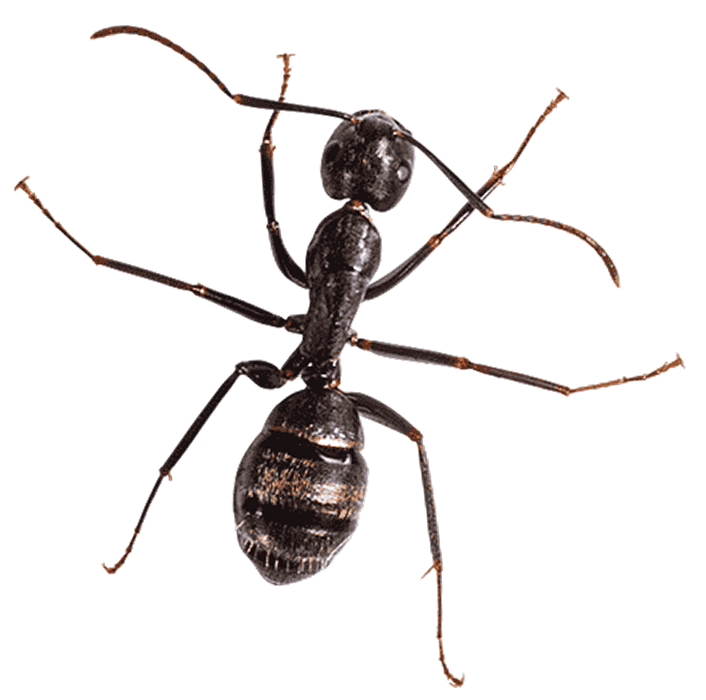 ant