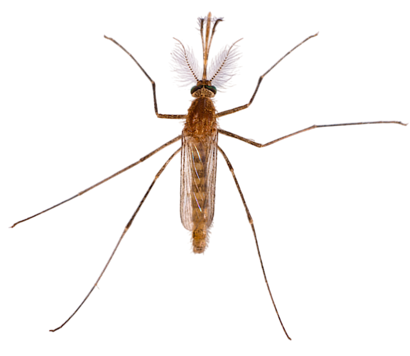 mosquito