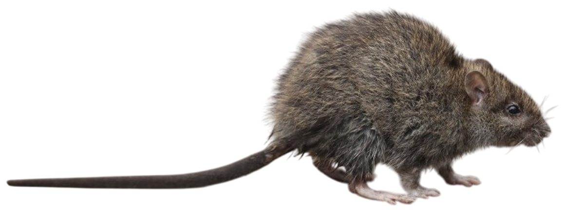 rodents